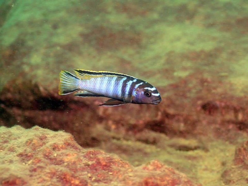 Tropheops kumwera 'Makokola Reef'